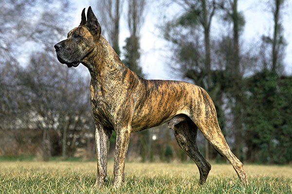 Great Dane